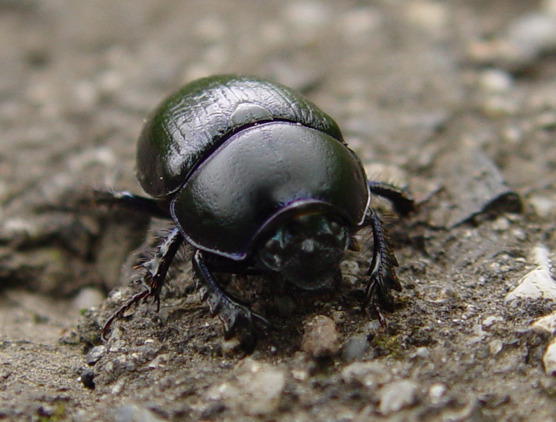 Meet Gregor Samsa