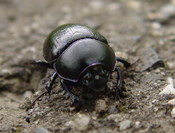 Meet Gregor Samsa