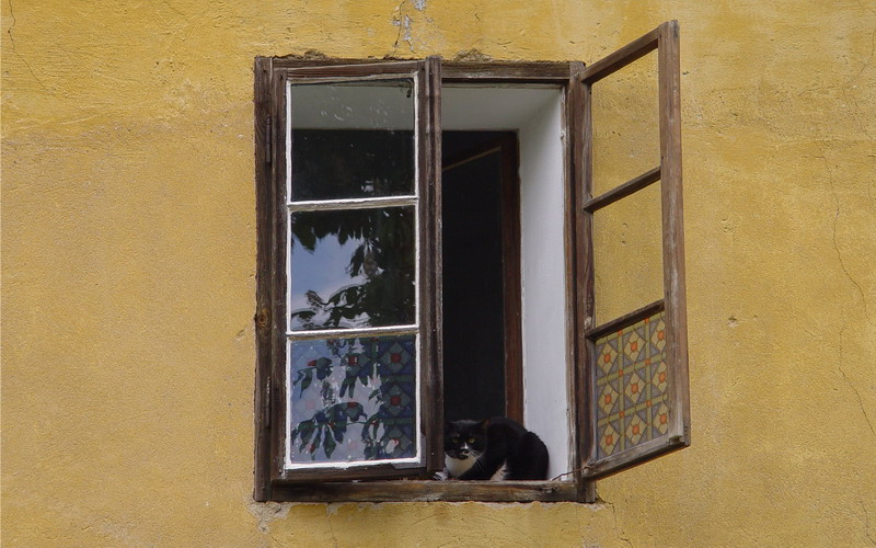 Na okně seděla kočka