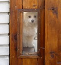 Pes oknem