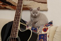 Zátiší s kočkou a kytarou